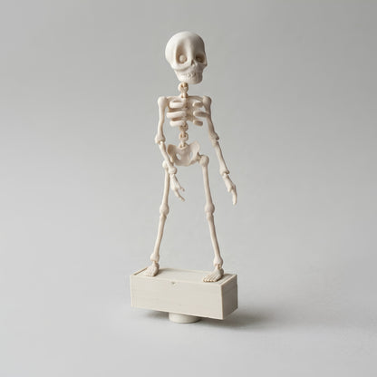 Skeleton Display Figure